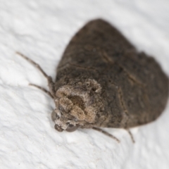 Calathusa sp nr dispila at Melba, ACT - 27 Oct 2021