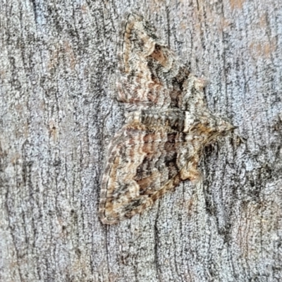 Phrissogonus laticostata (Apple looper moth) at Kama - 1 Jan 2022 by trevorpreston