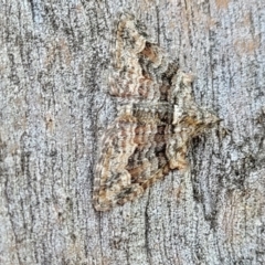 Phrissogonus laticostata (Apple looper moth) at Molonglo Valley, ACT - 1 Jan 2022 by trevorpreston