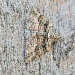 Phrissogonus laticostata at Molonglo Valley, ACT - 2 Jan 2022