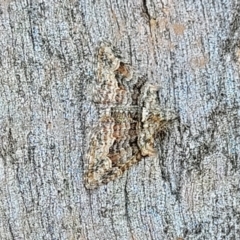 Phrissogonus laticostata at Molonglo Valley, ACT - 2 Jan 2022 10:54 AM