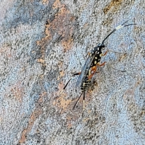 Xanthocryptus novozealandicus at Molonglo Valley, ACT - 2 Jan 2022