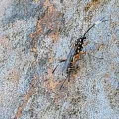 Stenarella victoriae (An ichneumon parasitic wasp) at Molonglo Valley, ACT - 1 Jan 2022 by tpreston