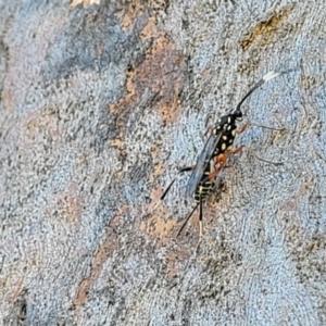 Xanthocryptus novozealandicus at Molonglo Valley, ACT - 2 Jan 2022