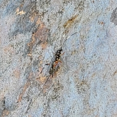 Xanthocryptus novozealandicus at Molonglo Valley, ACT - 2 Jan 2022