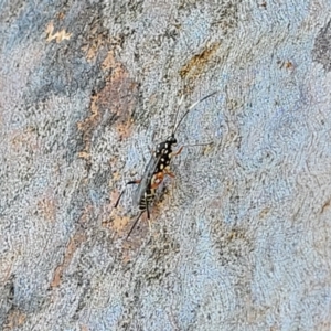 Xanthocryptus novozealandicus at Molonglo Valley, ACT - 2 Jan 2022