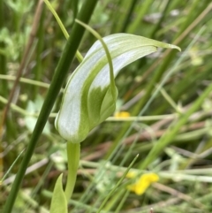 Pterostylis falcata (Sickle Greenhood) at Booth, ACT - 1 Jan 2022 by JaneR
