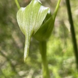 Pterostylis falcata at Booth, ACT - suppressed