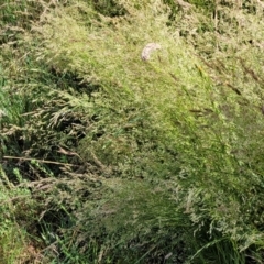 Poa helmsii (Broad-leaved Snow Grass) at Molonglo Valley, ACT - 2 Jan 2022 by trevorpreston