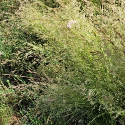 Poa helmsii (Broad-leaved Snow Grass) at Molonglo Valley, ACT - 2 Jan 2022 by trevorpreston