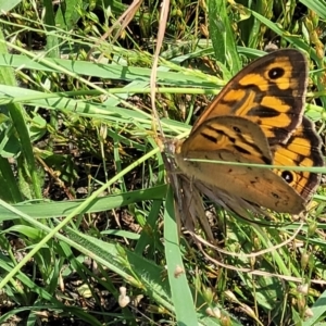 Heteronympha merope at Molonglo Valley, ACT - 2 Jan 2022 10:50 AM