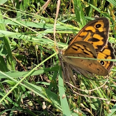 Heteronympha merope (Common Brown Butterfly) at Molonglo River Reserve - 1 Jan 2022 by tpreston