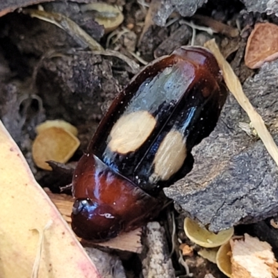 Sphallomorpha ruficollis (A ground beetle) at Molonglo River Reserve - 1 Jan 2022 by tpreston