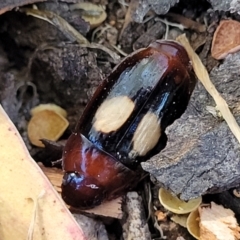 Sphallomorpha ruficollis (A ground beetle) at Molonglo River Reserve - 1 Jan 2022 by tpreston