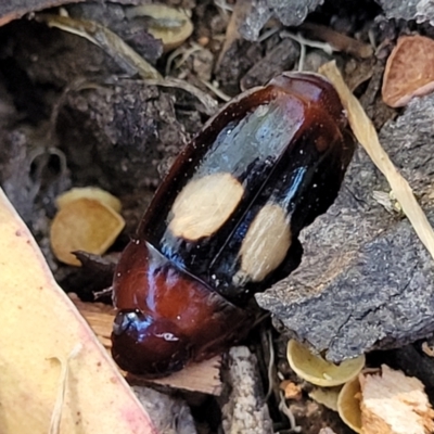 Sphallomorpha ruficollis (A ground beetle) at Molonglo Valley, ACT - 1 Jan 2022 by tpreston