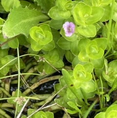 Gratiola peruviana (Australian Brooklime) at Booth, ACT - 1 Jan 2022 by JaneR