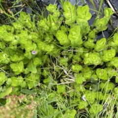 Gratiola peruviana at Booth, ACT - 1 Jan 2022 01:56 PM