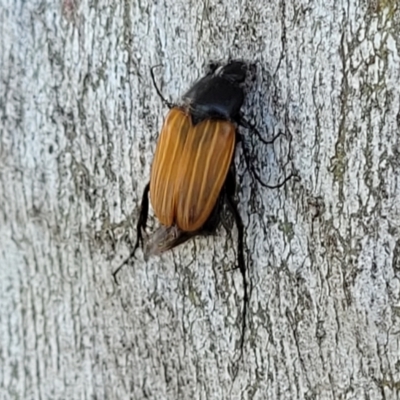 Phyllotocus rufipennis (Nectar scarab) at Molonglo Valley, ACT - 1 Jan 2022 by tpreston