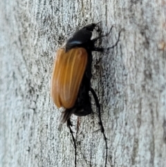 Phyllotocus rufipennis at Molonglo Valley, ACT - 2 Jan 2022 10:40 AM