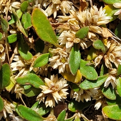 Alternanthera sp. A Flora of NSW (M. Gray 5187) J. Palmer at Molonglo Valley, ACT - 2 Jan 2022 by trevorpreston