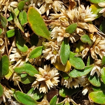 Alternanthera sp. A Flora of NSW (M. Gray 5187) J. Palmer at Molonglo River Reserve - 1 Jan 2022 by tpreston