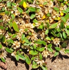 Alternanthera sp. A Flora of NSW (M. Gray 5187) J. Palmer at Molonglo Valley, ACT - 2 Jan 2022