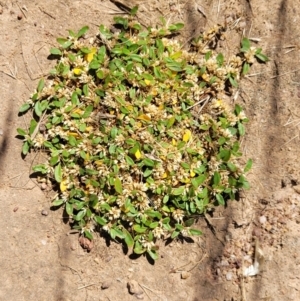 Alternanthera sp. A Flora of NSW (M. Gray 5187) J. Palmer at Molonglo Valley, ACT - 2 Jan 2022