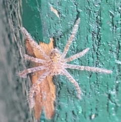 Sparassidae (family) (A Huntsman Spider) at Higgins, ACT - 2 Jan 2022 by trevorpreston