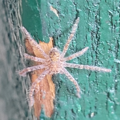 Sparassidae (family) (A Huntsman Spider) at Higgins, ACT - 2 Jan 2022 by trevorpreston
