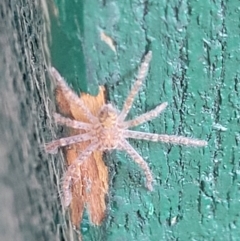 Sparassidae (family) at Higgins, ACT - 2 Jan 2022 08:54 AM