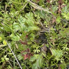 Marchantia sp. (genus) (A Liverwort) at Namadgi National Park - 1 Jan 2022 by JaneR