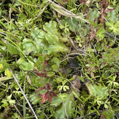 Marchantia sp. (genus) (A Liverwort) at Namadgi National Park - 1 Jan 2022 by JaneR