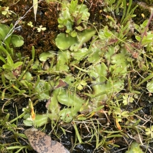 Marchantia sp. (genus) at Booth, ACT - 1 Jan 2022