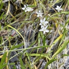 Montia australasica (White Purslane) at Booth, ACT - 1 Jan 2022 by JaneR