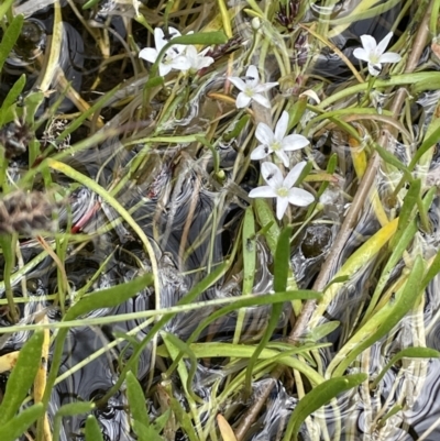 Montia australasica (White Purslane) at Namadgi National Park - 1 Jan 2022 by JaneR