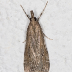 Eudonia cleodoralis at Melba, ACT - 27 Oct 2021 11:34 PM