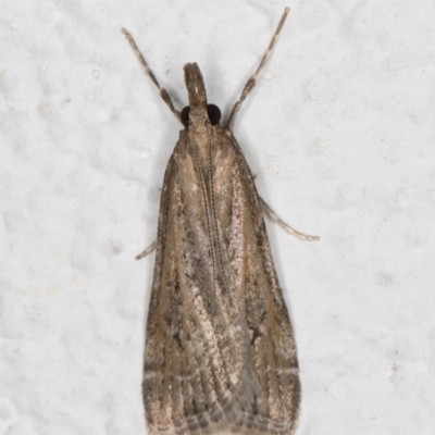 Eudonia cleodoralis (A Crambid moth) at Melba, ACT - 27 Oct 2021 by kasiaaus