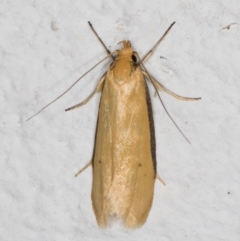 Philobota protecta (A concealer moth) at Melba, ACT - 27 Oct 2021 by kasiaaus