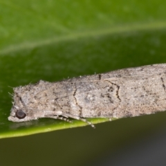 Calathusa sp nr dispila at Melba, ACT - 27 Oct 2021 by kasiaaus