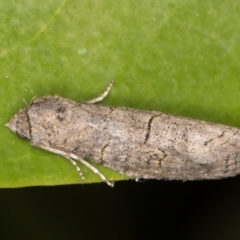 Calathusa sp nr dispila at Melba, ACT - 27 Oct 2021 11:36 PM