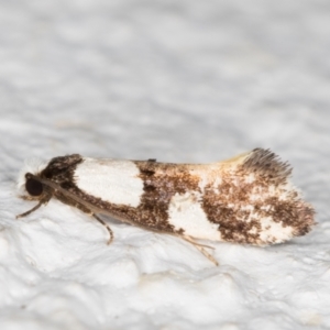 Monopis icterogastra at Melba, ACT - 27 Oct 2021 11:37 PM