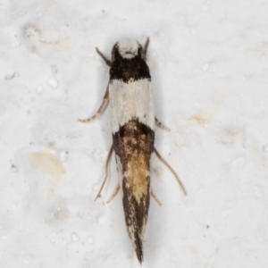 Monopis icterogastra at Melba, ACT - 27 Oct 2021 11:37 PM