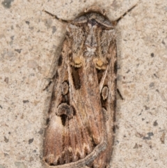 Agrotis munda (Brown Cutworm) at Melba, ACT - 27 Oct 2021 by kasiaaus