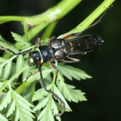 Hesthesis plorator (A longhorn beetle) at Stony Creek - 27 Dec 2021 by jbromilow50