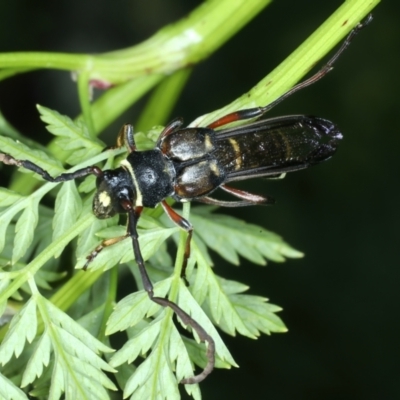 Hesthesis plorator (A longhorn beetle) at Stromlo, ACT - 28 Dec 2021 by jb2602