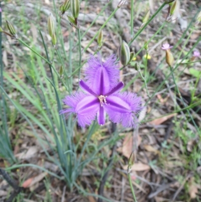 Thysanotus tuberosus (Common Fringe-lily) at The Pinnacle - 7 Nov 2020 by sangio7
