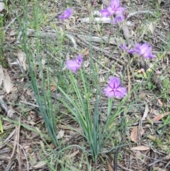 Thysanotus tuberosus at Hawker, ACT - 7 Nov 2020