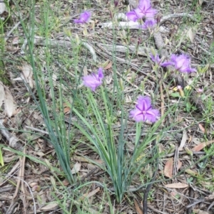 Thysanotus tuberosus at Hawker, ACT - 7 Nov 2020 03:11 PM