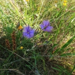 Thysanotus tuberosus (Common Fringe-lily) at Hawker, ACT - 1 Jan 2022 by sangio7