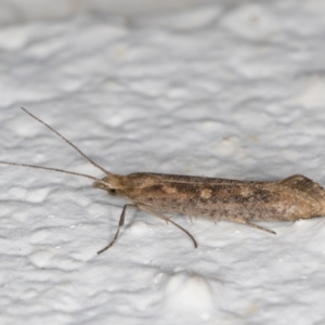 Plutella (genus) at Melba, ACT - 28 Oct 2021 07:20 PM